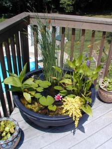 Duża donica lub inny wodoszczelny pojemnik może łatwo zmienić się w mały wodny ogród na balkonie.